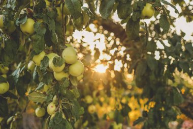 Gün batımında ağaçta elma, hasat konsepti.