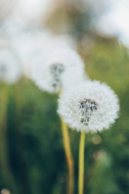 Karahindiba günbatımı - dilek özgürlüğe alanında.
