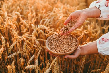 Farmer girl pours wheat grain into a plate on the field, harvesting concept