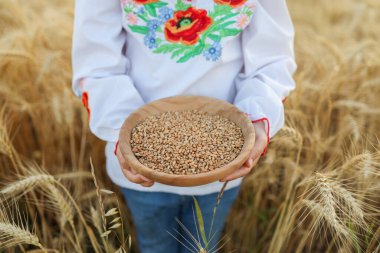 Ukrainian girl holding wheat grain in the field, harvest concept