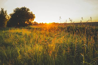 Yeşil çimenli çayır manzarası ve gün batımında bulutlu gökyüzü.