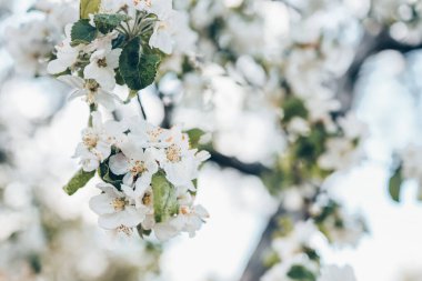 Bahçede çiçek açan elma ağaçları, güzel bir fotoğraf, duvar kağıdı..
