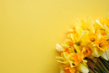 Renkli arka planda nergis buketi, metin için alan ile üst görünüm. Taze bahar çiçekleri.