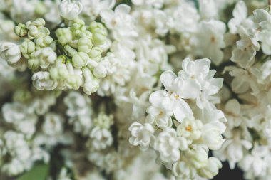 Güzel leylak çiçekleri. Bahar çiçeği. Çiçekli leylak çalısı ve narin bir çiçek. Çalıların üzerinde beyaz leylak çiçeği. Yaz zamanı. Arkaplan.