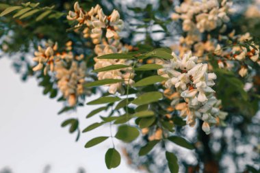 Akasya ağacı baharda çiçek açıyor. Yeşil arka planı olan çiçek dalları. Beyaz akasya çiçekleri, güneşli bir gün. Bol çiçeklenme var. Yumuşak kokulu bal için nektar kaynağı.