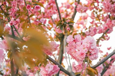 Bahar bayrağı, çiçek açan kiraz dalları açık havada mavi arka planda. Pembe sakura çiçekleri, manzara manzarası, kopyalama alanı.