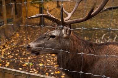 Geyik Sonbahar Ormanı, güzel bir resim..