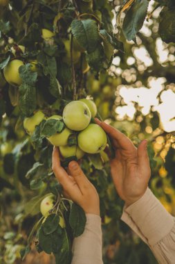 Çiftçi ağaçtan kırmızı elma topluyor. Sonbahar mevsiminde daldan meyve toplayan bir kadın..