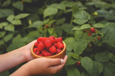 Bahçeden ahududu topluyorum. Dışarıdaki çalılıklardan olgun ahududu toplayan bir kadın, yakın plan. Köyün yaz bahçesi.