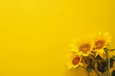 Parlak sarı arka plan üzerinde sap üzerinde yaprakları ile güzel taze ayçiçeği. Düz döşeme, üst görünüm, kopyalama alanı. Sonbahar veya yaz Kavramı, hasat zamanı, tarım. Ayçiçeği doğal arka plan.