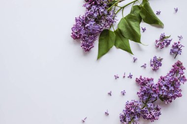 Bahar çiçekleri. Beyaz arka planda leylak çiçekleri. Üst görünüm, düz döşeme, kopyalama alanı.