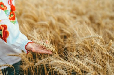 A Ukrainian girl in an embroidered shirt walks around the field, touching the ears with her hands