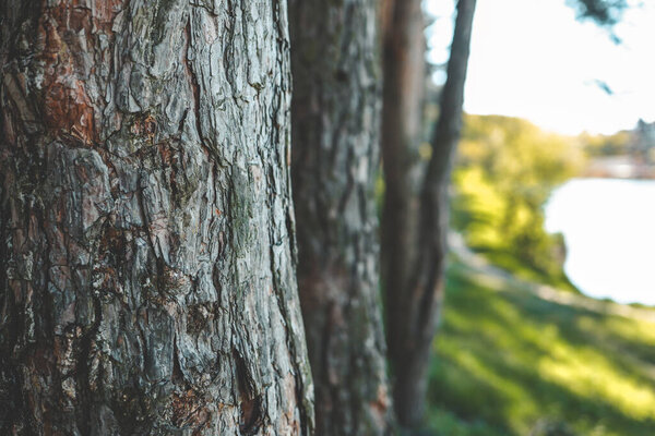 Pine forest background, spring nature.