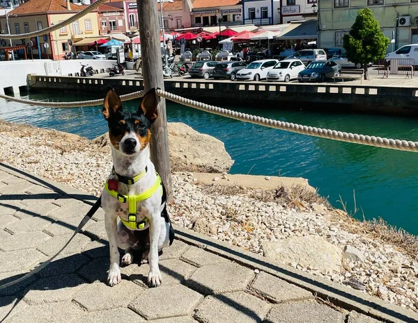 Rat Terrier Siedzi Nad Rzeką Widokiem Ferragudo — Zdjęcie stockowe