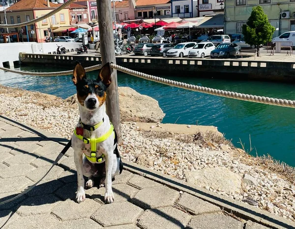 Rat Terrier Assis Près Une Rivière Surplombant Ferragudo — Photo