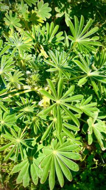 Beyaz lupin olarak da bilinen lupinus albus bitkisinin yeşil yapraklarının yakın görüntüsü.. 