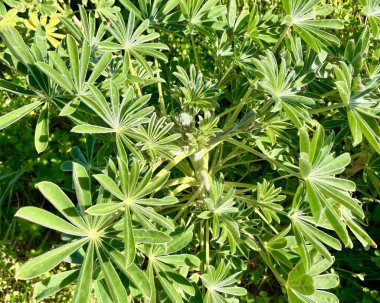 Beyaz lupin olarak da bilinen lupinus albus bitkisinin yeşil yaprakları.. 