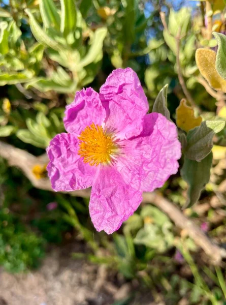 Close up view of a Cistus ablidus flower also known as the Rock Rose. Crinkly natural petals give this delicate tissue paper like flower a distinctive appearance.