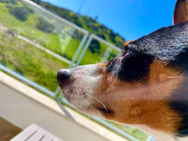 Портрет Чарівної Собаки Профіль Літній День — стокове фото