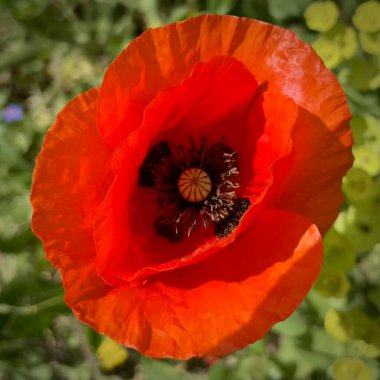 Güzel bir gelincik, yakın plan.