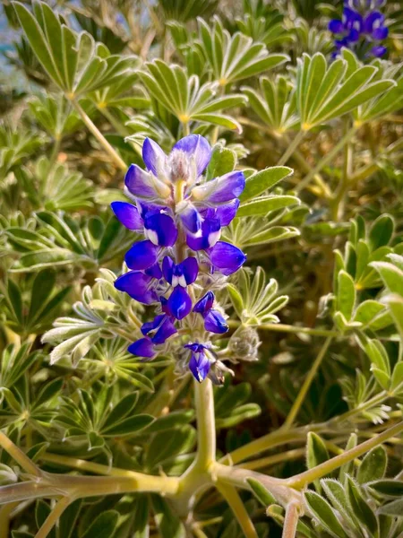 A single beautiful blue bonnet or blue lupine flower