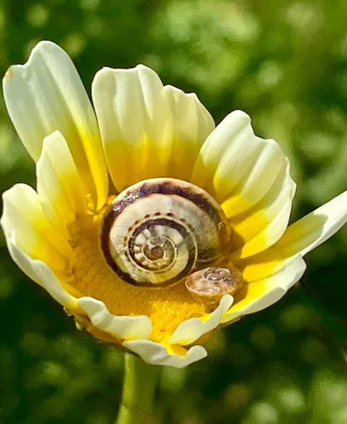 雏菊中两只蜗牛的合影 一只大蜗牛和一只小蜗牛栖息在一朵雏菊的杯中 — 图库照片