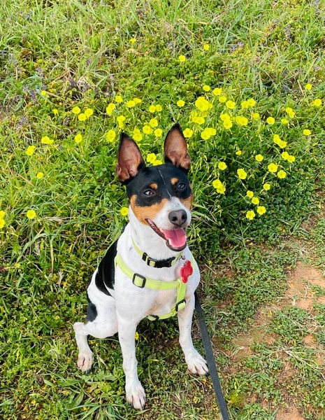 Lindo Perro Rata Terrier Sentado Campo Con Flores Silvestres Amarillas — Foto de Stock