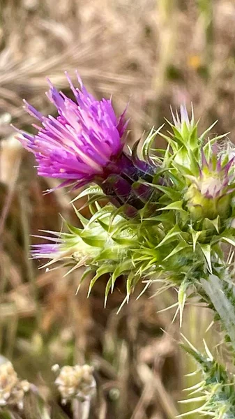 Closeup of purple Milk thistle flower, a plant native to Mediterranean countries and used in herbal medicine.
