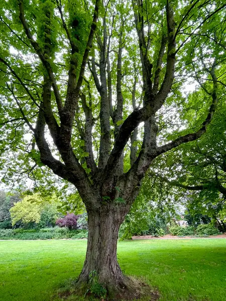 公园里一棵雄伟的栗树 — 图库照片