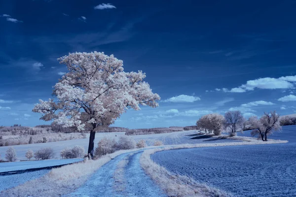 Infrared Photography Photo Landscape Sky Clouds Art Our World Infrared — Stock fotografie