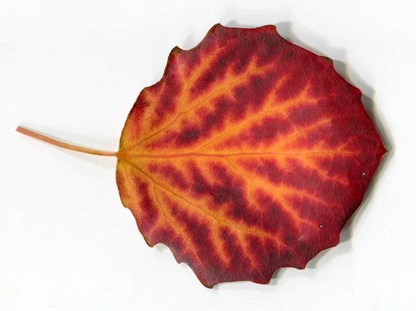 Fallen Leaf White Autumn Concept Background Royalty Free Stock Photos