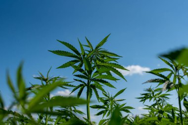 Tıbbi kenevir ürünlerinin yasallaştırılması için mavi gökyüzünün altında, esrar tarlasında bulunan güzel kenevir yaprağı yasadışı uyuşturucu yasal yaprakları ot tarlalarını yemliyor.