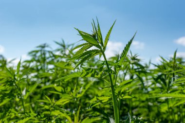 Tıbbi kenevir ürünlerinin yasallaştırılması için mavi gökyüzünün altında, esrar tarlasında bulunan güzel kenevir yaprağı yasadışı uyuşturucu yasal yaprakları ot tarlalarını yemliyor.