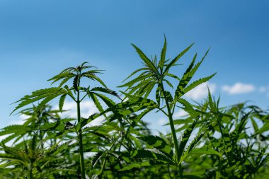 Tıbbi kenevir ürünlerinin yasallaştırılması için mavi gökyüzünün altında, esrar tarlasında bulunan güzel kenevir yaprağı yasadışı uyuşturucu yasal yaprakları ot tarlalarını yemliyor.