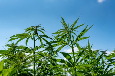 Tıbbi kenevir ürünlerinin yasallaştırılması için mavi gökyüzünün altında, esrar tarlasında bulunan güzel kenevir yaprağı yasadışı uyuşturucu yasal yaprakları ot tarlalarını yemliyor.