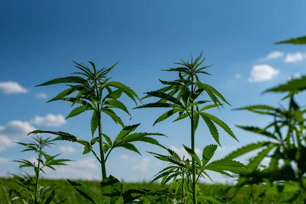 Stock image beautiful hemp leaf on a marijuana field under the blue sky with sun and clouds for legalization of medical cannabis products cbd thc illegal drug legal leafes lush dope farm