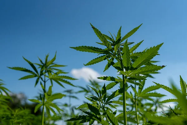 stock image beautiful hemp leaf on a marijuana field under the blue sky with sun and clouds for legalization of medical cannabis products cbd thc illegal drug legal leafes lush dope farm