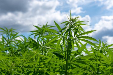 Tıbbi kenevir ürünlerinin yasallaştırılması için mavi gökyüzünün altında, esrar tarlasında bulunan güzel kenevir yaprağı yasadışı uyuşturucu yasal yaprakları ot tarlalarını yemliyor.