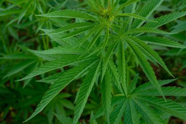 Tıbbi kenevir ürünlerinin yasallaştırılması için mavi gökyüzünün altında, esrar tarlasında bulunan güzel kenevir yaprağı yasadışı uyuşturucu yasal yaprakları ot tarlalarını yemliyor.