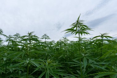Tıbbi kenevir ürünlerinin yasallaştırılması için mavi gökyüzünün altında, esrar tarlasında bulunan güzel kenevir yaprağı yasadışı uyuşturucu yasal yaprakları ot tarlalarını yemliyor.