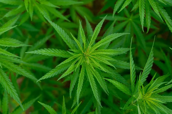 Tıbbi kenevir ürünlerinin yasallaştırılması için mavi gökyüzünün altında, esrar tarlasında bulunan güzel kenevir yaprağı yasadışı uyuşturucu yasal yaprakları ot tarlalarını yemliyor.