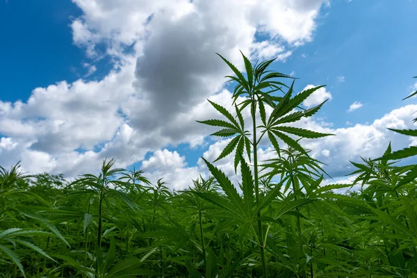 stock image beautiful hemp leaf on a marijuana field under the blue sky with sun and clouds for legalization of medical cannabis products cbd thc illegal drug legal leafes lush dope farm