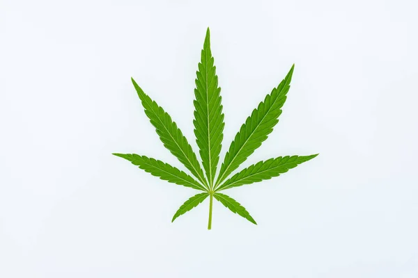 Vacker Hampa Blad Marijuana Fält Den Blå Himlen Med Sol — Stockfoto