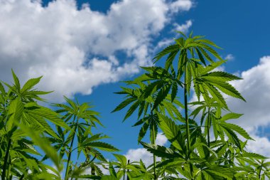 Tıbbi kenevir ürünlerinin yasallaştırılması için mavi gökyüzünün altında, esrar tarlasında bulunan güzel kenevir yaprağı yasadışı uyuşturucu yasal yaprakları ot tarlalarını yemliyor.