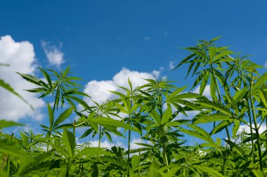 Tıbbi kenevir ürünlerinin yasallaştırılması için mavi gökyüzünün altında, esrar tarlasında bulunan güzel kenevir yaprağı yasadışı uyuşturucu yasal yaprakları ot tarlalarını yemliyor.