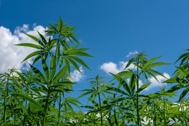 Tıbbi kenevir ürünlerinin yasallaştırılması için mavi gökyüzünün altında, esrar tarlasında bulunan güzel kenevir yaprağı yasadışı uyuşturucu yasal yaprakları ot tarlalarını yemliyor.