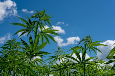 Tıbbi kenevir ürünlerinin yasallaştırılması için mavi gökyüzünün altında, esrar tarlasında bulunan güzel kenevir yaprağı yasadışı uyuşturucu yasal yaprakları ot tarlalarını yemliyor.