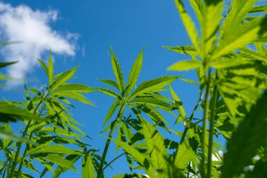 Tıbbi kenevir ürünlerinin yasallaştırılması için mavi gökyüzünün altında, esrar tarlasında bulunan güzel kenevir yaprağı yasadışı uyuşturucu yasal yaprakları ot tarlalarını yemliyor.