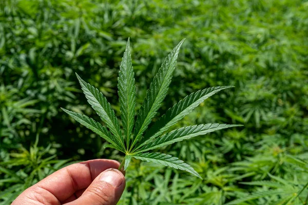 医療大麻製品の合法化のための太陽と雲の下の青い空の下でマリファナ畑の美しい麻の葉Cbd Tc違法薬物の葉緑豊かなドープ農場 — ストック写真