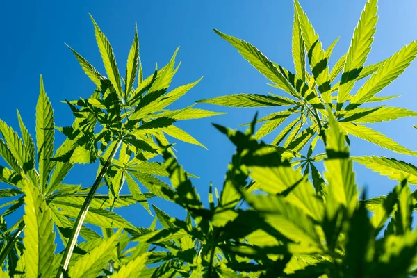 Tıbbi kenevir ürünlerinin yasallaştırılması için mavi gökyüzünün altında, esrar tarlasında bulunan güzel kenevir yaprağı yasadışı uyuşturucu yasal yaprakları ot tarlalarını yemliyor.